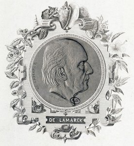Porträt von Jean Baptiste Lamarck - Gravur von Unknown artist