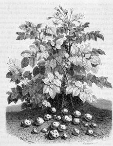 Kartoffel und stärkehaltige Knollen ihrer Wurzeln - Feigenbaum von Unknown artist