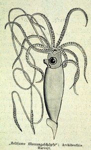 Darstellung eines Architeuthis Harveyi, Riesenkalmar von Unknown artist
