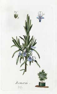 Rosmarin von Unknown artist