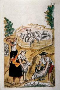 Schafschur, aus dem Buch "Trujillo del Peru" oder "Códice Martínez Compañón", von Baltazar Martinez Compañón y Bujanda, Bischof von Trujillo (1782-1785)