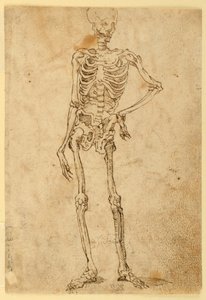 Skelett von Unknown artist