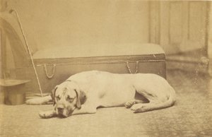 Schlafender Hund