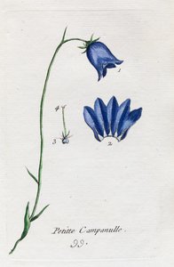 Kleine Glockenblume von Unknown artist