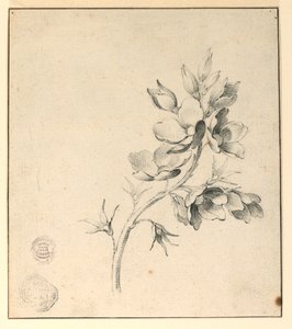 Studie eines Zweigs wilder Rosen