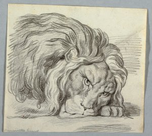 Studie eines Löwen von Unknown artist