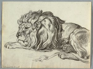 Studie eines Löwen von Unknown artist
