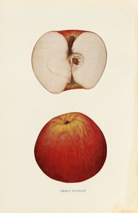 Süßer Winesap