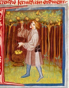 Die Obsternte (Miniatur aus „Der Rustican oder Buch des ländlichen und bäuerlichen Nutzens“ von Pietro de Crescenzi)