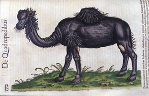 Das Kamel aus Historiae animalium von Konrad Gesner, Tiguri von Unknown artist