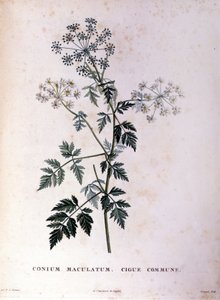 Der gefleckte Schierling. Gravur aus dem 18. Jahrhundert