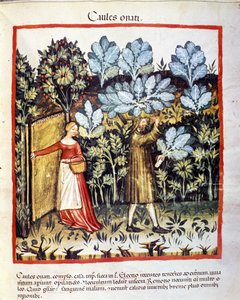 Ernte von Blumenkohl in einem Gemüsegarten. Illumination aus der Milchwirtschaft der Medizin und Diätetik „Tacuinum sanitatis“ von Unknown artist