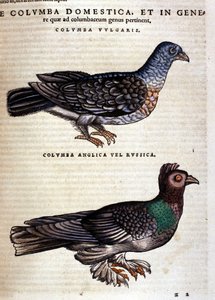 Die Taube nach der Historia Animalium von Conrad Gesner, Tiguri 1560. Biblioteca nazionale Braidense, Mailand von Unknown artist