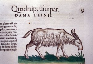 Die Ziege nach Historiae animalium von Konrad Gesner, Tiguri