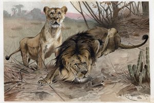 Der Löwe (Panthera leo) - Gravur aus „Brehms Tierleben“ von Alfred Edmund Brehm (1829-1884) von Unknown artist