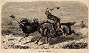 Die Straußenjagd, nach einer Fotografie gezeichnet, zur Illustration der Jagdgeschichte in Afrika von William Charles Baldwin zwischen 1852 und 1860. Gravur in „Le tour du monde“, herausgegeben von Edouard Charton von Unknown artist