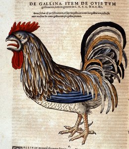 Der Hahn nach der Historia Animalium von Conrad Gesner, Tiguri 1560. Biblioteca nazionale Braidense, Mailand