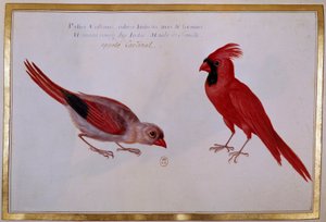 Zwei Kardinalvögel, roter Spatz der Indes. Ornithologische Tafel des 18. Jahrhunderts. Paris, B.N.