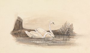 Zwei Schwäne auf einem See von Unknown artist