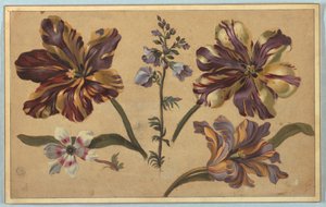 Verschiedene Blumen von Unknown artist