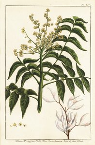 Lackbaum, Ailanthus altissima, oder Wachsbaum, Rhus succedanea von Unknown artist
