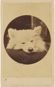 Weißer Hund mit Kinn auf einem Kissen von Unknown artist