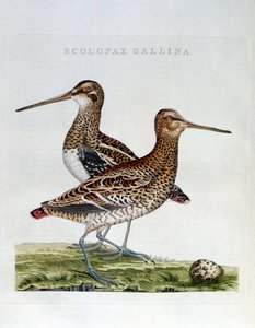 Schnepfen und Ei (Scolopax gallina) - Gravur von Unknown artist