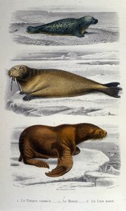 Zoologische Tafel, die eine Robbe, ein Walross und einen Seelöwen darstellt. 19. Jahrhundert von Unknown artist