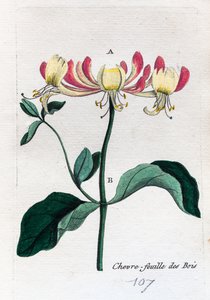 Wilde Geißblatt
