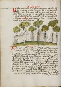 Ein Wald von Unknown artist/maker