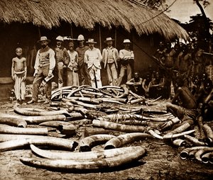 Belgische koloniale Elfenbein Jagd von Unknown photographer