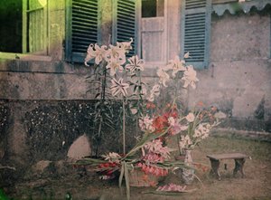 Geschichte der Fotografie: Blumenzusammensetzung von Unknown photographer