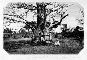 Der Baobab im Garten der Grapefruit, Mauritius von Unknown photographer