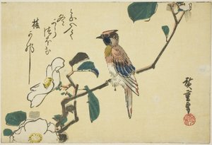 Schwarzgenickter Pirol auf Kamelienzweig von Utagawa Hiroshige