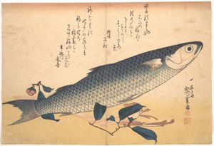 Bora-Fisch mit Kamelie, aus der Serie Uozukushi (Jede Fischart) von Utagawa Hiroshige