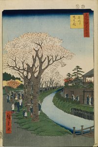 Kirschblüten am Ufer des Tama-Flusses Hundert berühmte Ansichten von Edo, 1856-1858