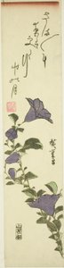 Chinesische Glockenblumen
