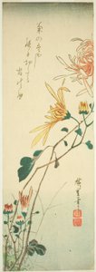 Chrysanthemen