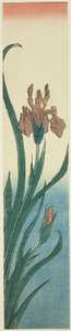 Iris von Utagawa Hiroshige