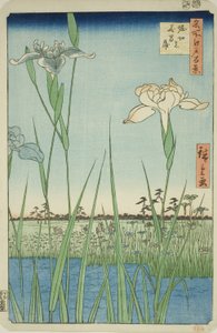 Schwertlilien in Horikiri (Horikiri no hanashobu), aus der Serie "Hundert berühmte Ansichten von Edo (Meisho Edo hyakkei)"