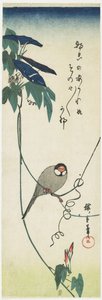 Java-Sperling und Prunkwinden, 1834-1839