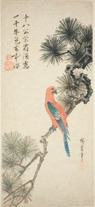 Ara auf einem Kiefernzweig von Utagawa Hiroshige