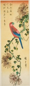 Ara auf efeubedecktem Kiefernzweig von Utagawa Hiroshige