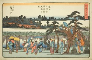 Blauregen in voller Blüte im Bezirk des Kameido Tenmangu Schreins, aus der Serie "Neu ausgewählte berühmte Orte in Edo"