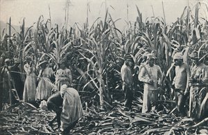 Eine Zuckerrohrplantage, 1916