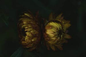 Goldene Blütenknospen