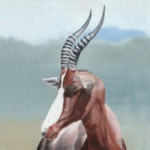 Majestätisches Blesbok-Porträt