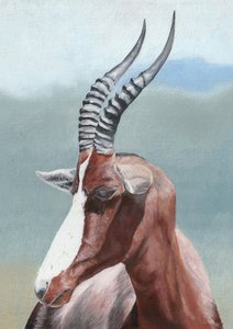 Friedlicher Blesbok-Blick von Viccy Wanliss