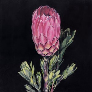 Auffällige rosa Protea von Viccy Wanliss
