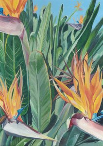 Lebendiger Paradiesvogel von Viccy Wanliss